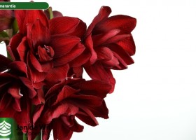 hippeastrum Amarantia (2)